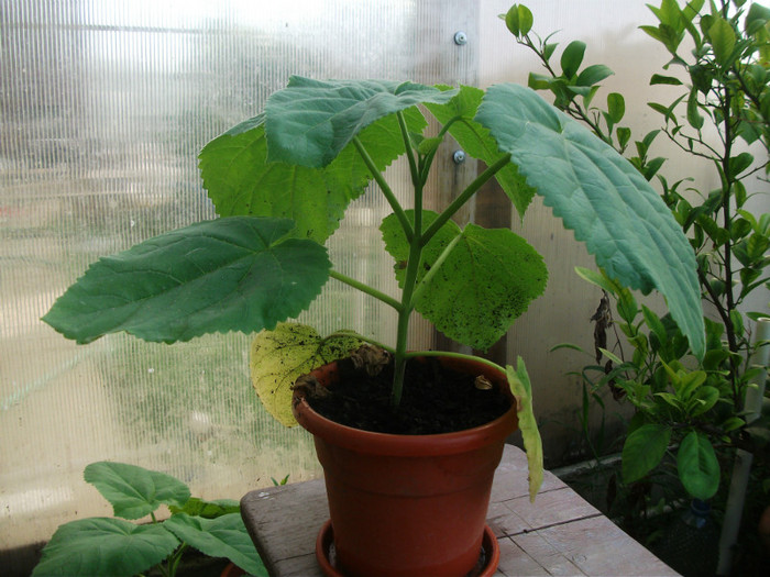 paulownia - plante de vanzare