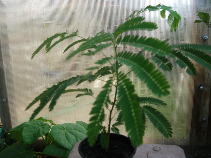 albizia julibrissin (Arborele de matase); H-50 CM 25 LEI
