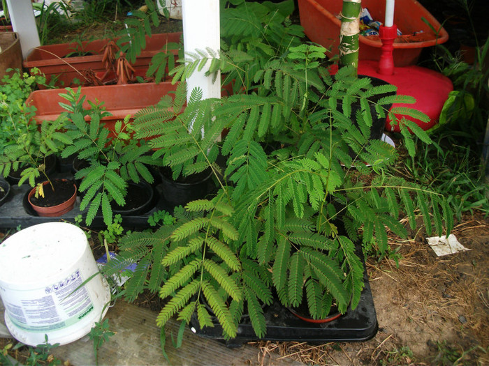 albizia 25 LEI - plante de vanzare