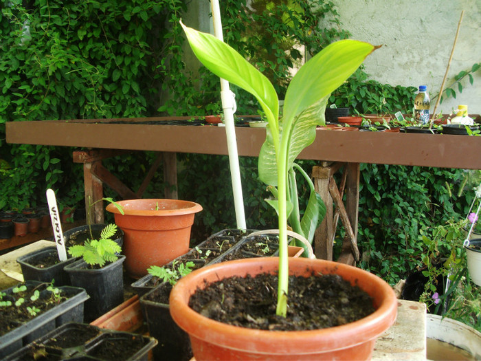 ensete ventricosum (BANANIER); H-50-60 CM , 30 lei
