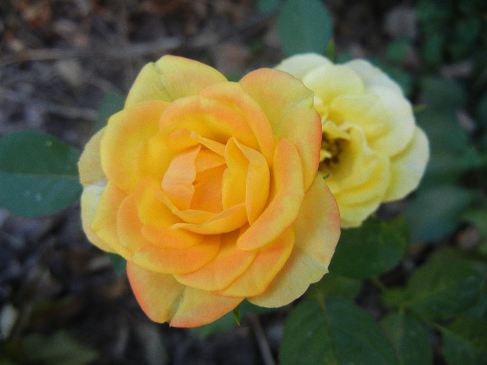 Yellow Miniature Rose (2012, Jul.21)