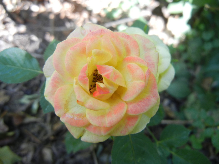Yellow Miniature Rose (2012, Jul.25)