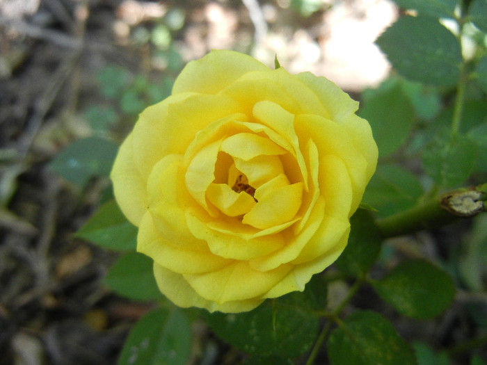 Yellow Miniature Rose (2012, Jul.25)