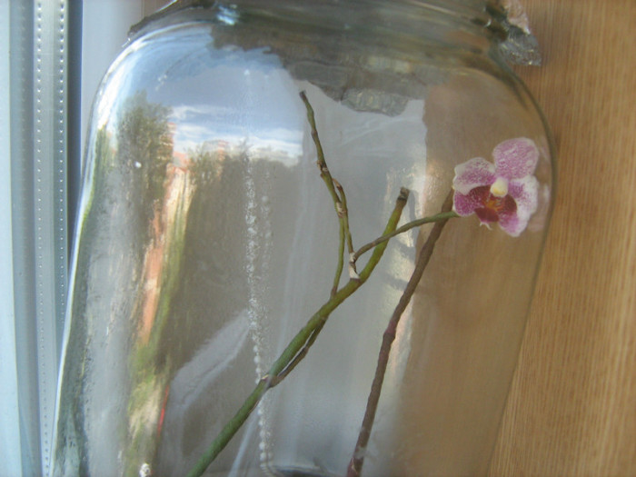 17 iul 2012 a inflorit !!! - Experiment Phalaenopsis