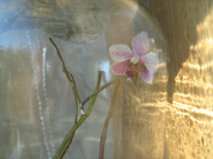 18 iul 2012 - Experiment Phalaenopsis