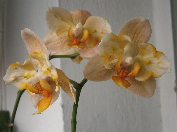 004 - Phalaenopsis