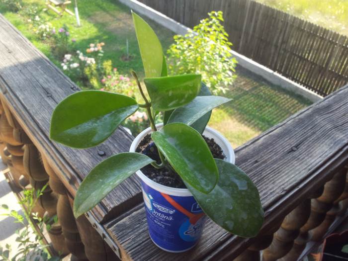 20120727_171415 - Hoya australis