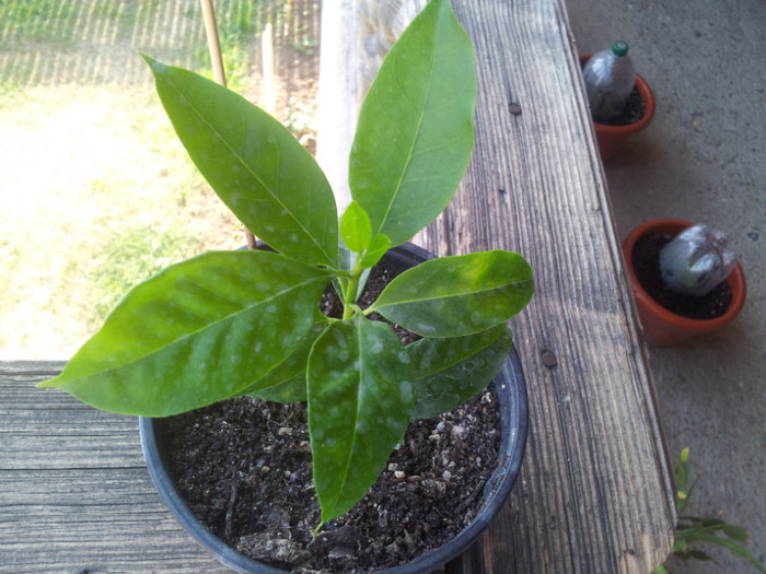 20120727_173632 - Hoya multiflora