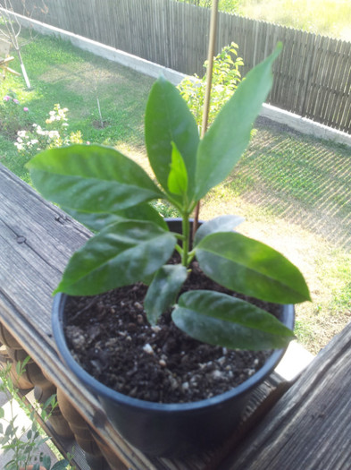 20120727_173638 - Hoya multiflora