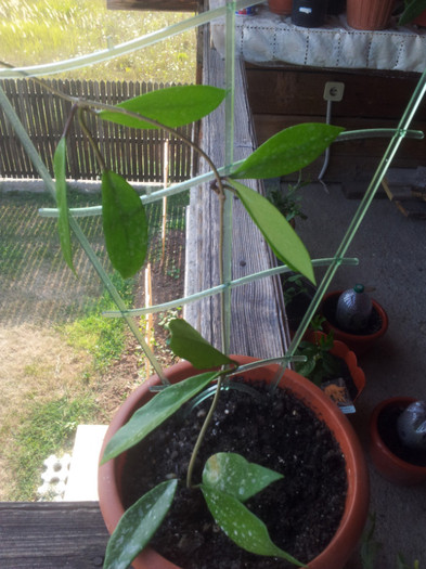 20120727_175328 - Hoya pubicalix