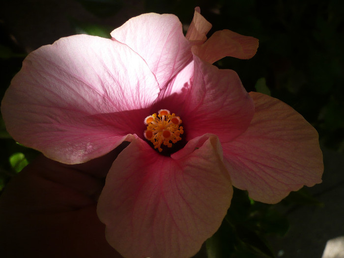 P1160333