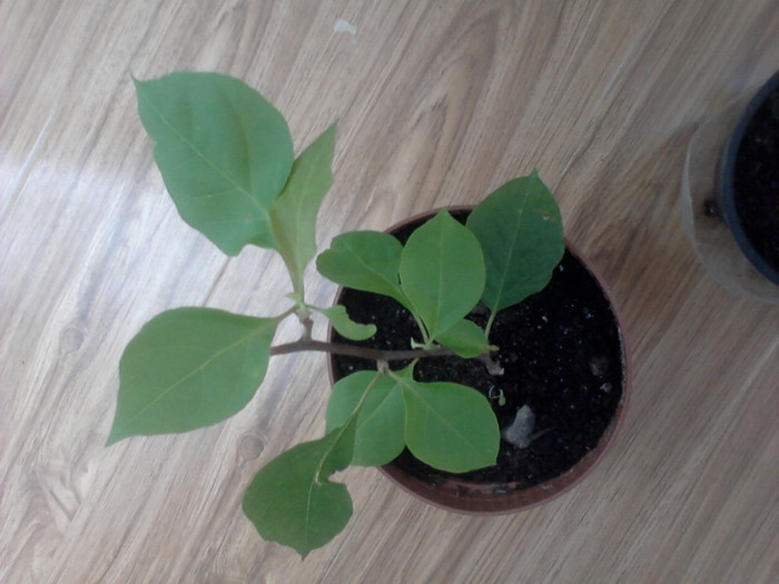 bouga -mii de multumiri - floricele-2012