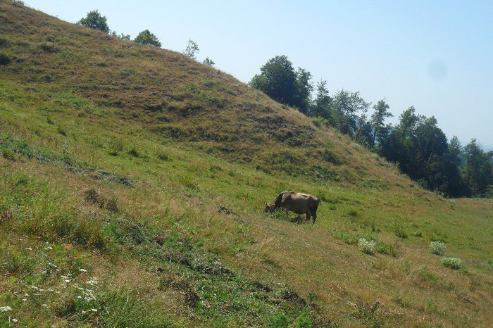 fagaras - Tabara Fagaras