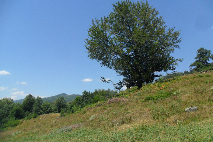 fagaras