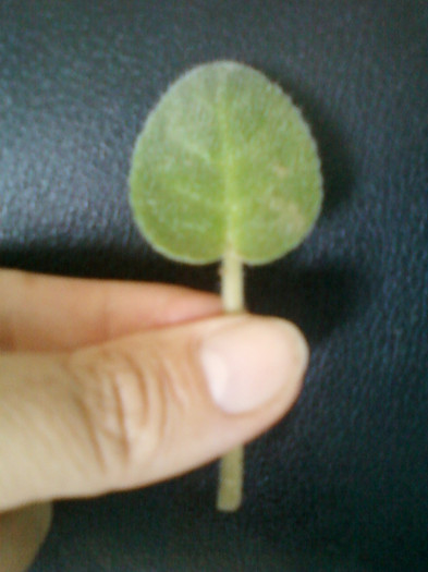 27 iulie 2012-flori 017