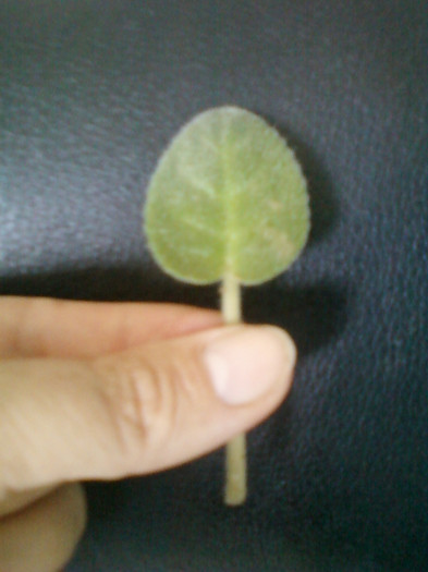 multumesc liuta, surioara !