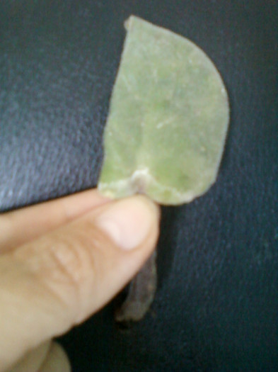 27 iulie 2012-flori 020