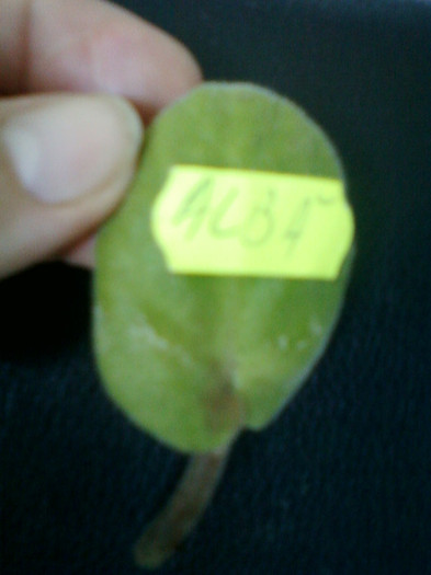 27 iulie 2012-flori 023