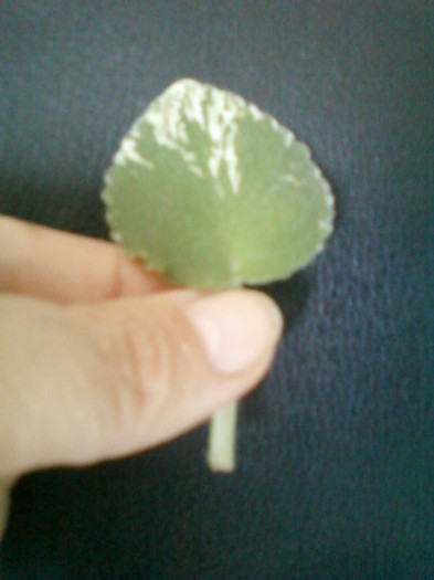 27 iulie 2012-flori 024