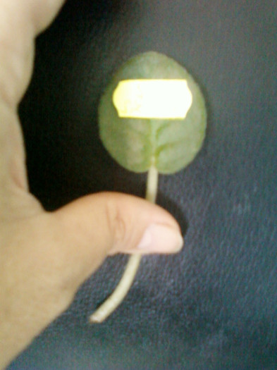 27 iulie 2012-flori 033