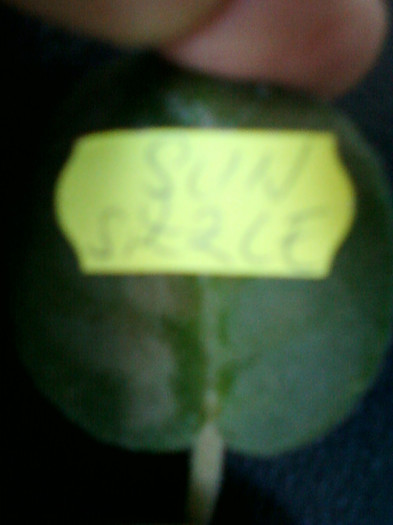 frunza de violeta sun sizzle