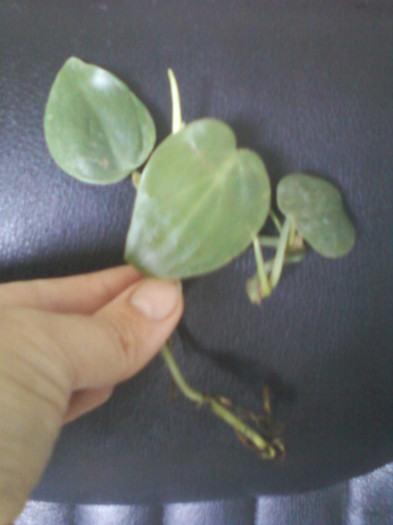 philodendron - primite