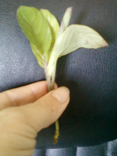 27 iulie 2012-flori 049