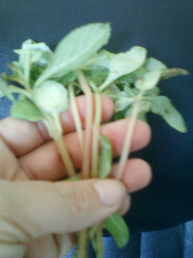 multumesc liuta, surioara !