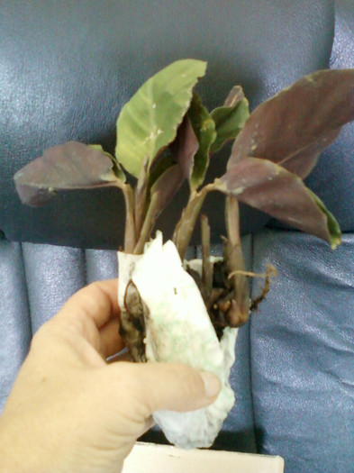 calathea crocata-s-a uscat :( - primite