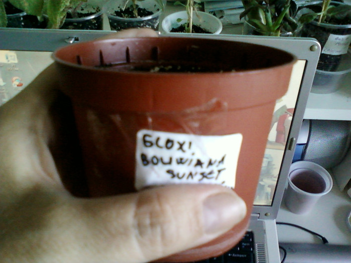 siningia boliwiana