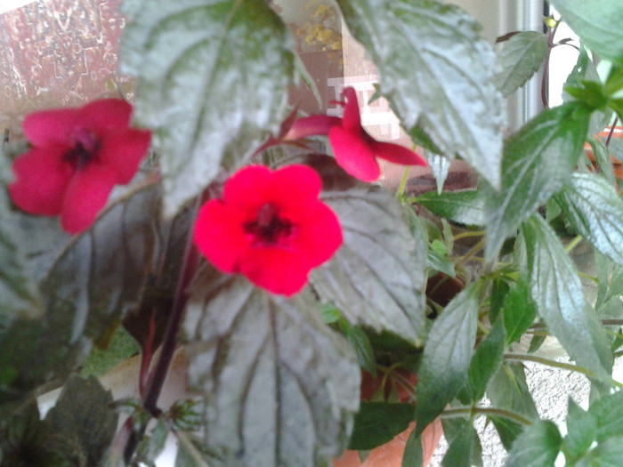 RED ELFE - Achimenes 2012