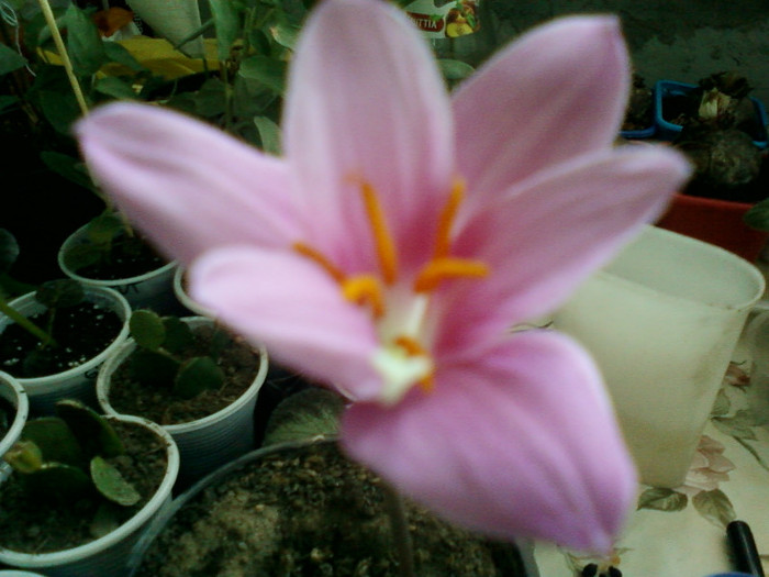 zephyranthes rosea - zephyranthes