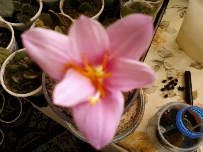 27 iulie 2012-flori 016 - zephyranthes