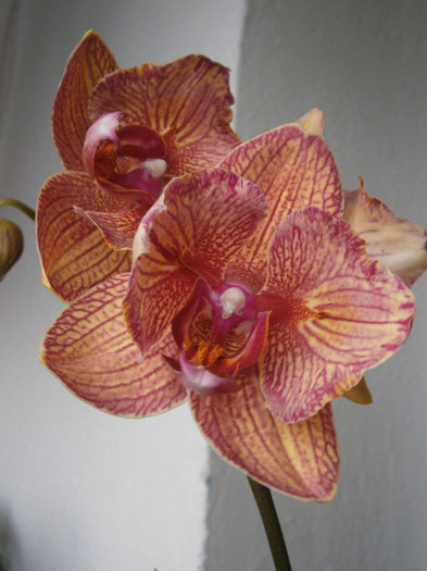Phal Baldans Kaleidoscope peloric