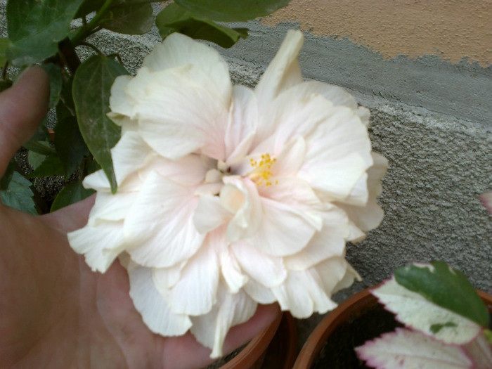 260720121015 - hibiscus