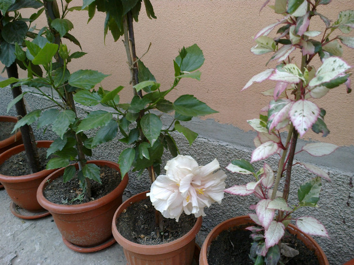 260720121016 - hibiscus