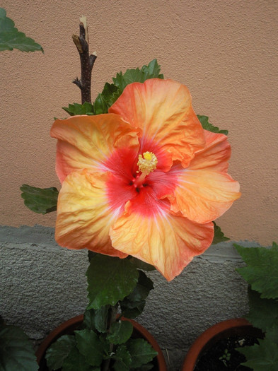 hot pepper - hibiscus