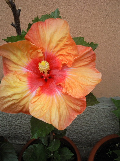 hot pepper - hibiscus