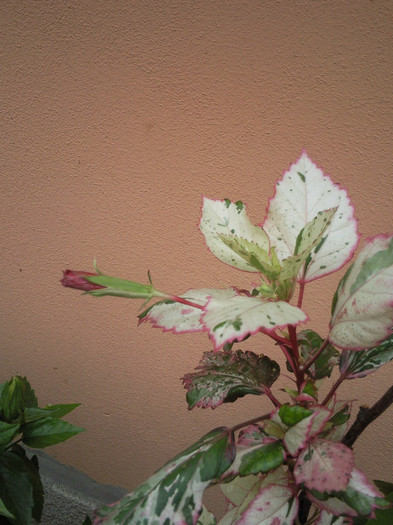 Foto1420 - hibiscus