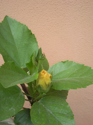 Foto1421 - hibiscus