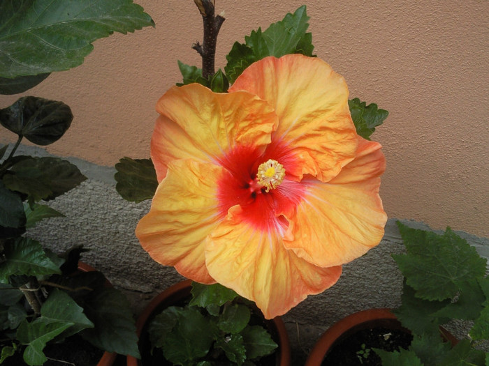 hot pepper - hibiscus
