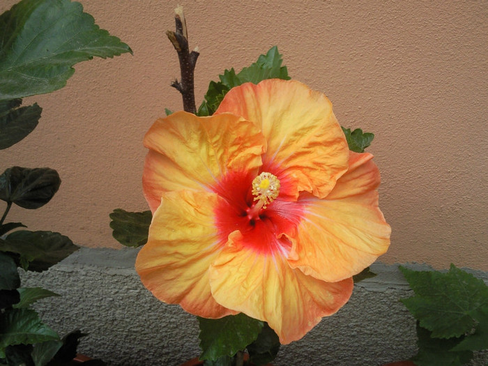 hot pepper - hibiscus