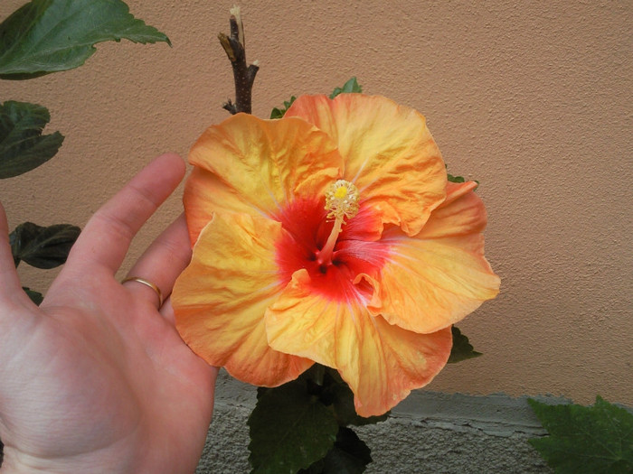 hot pepper - hibiscus