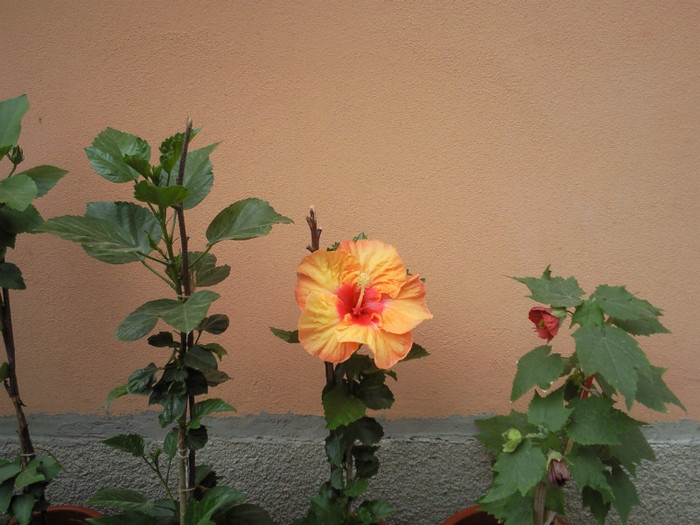 hot pepper - hibiscus