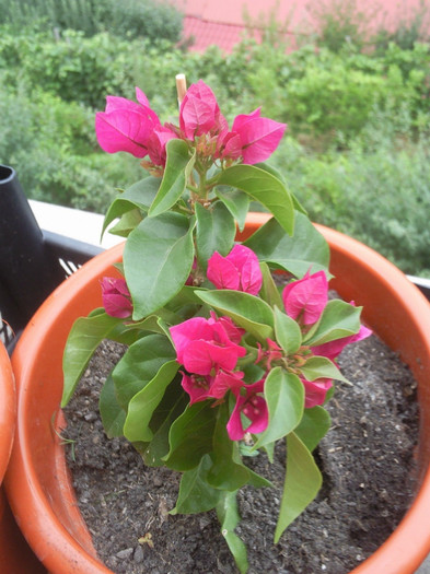 vera deep purple - bougainvillea