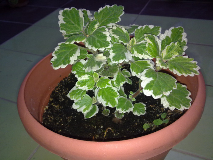 plectranthus - florile din balcon