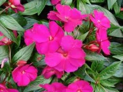  - 2012 IMPATIENS - sporul casei