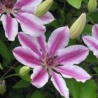 clematis roz