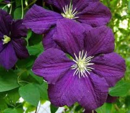 clematis mov - 2012 CLEMATIS