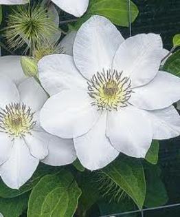 clematis alb